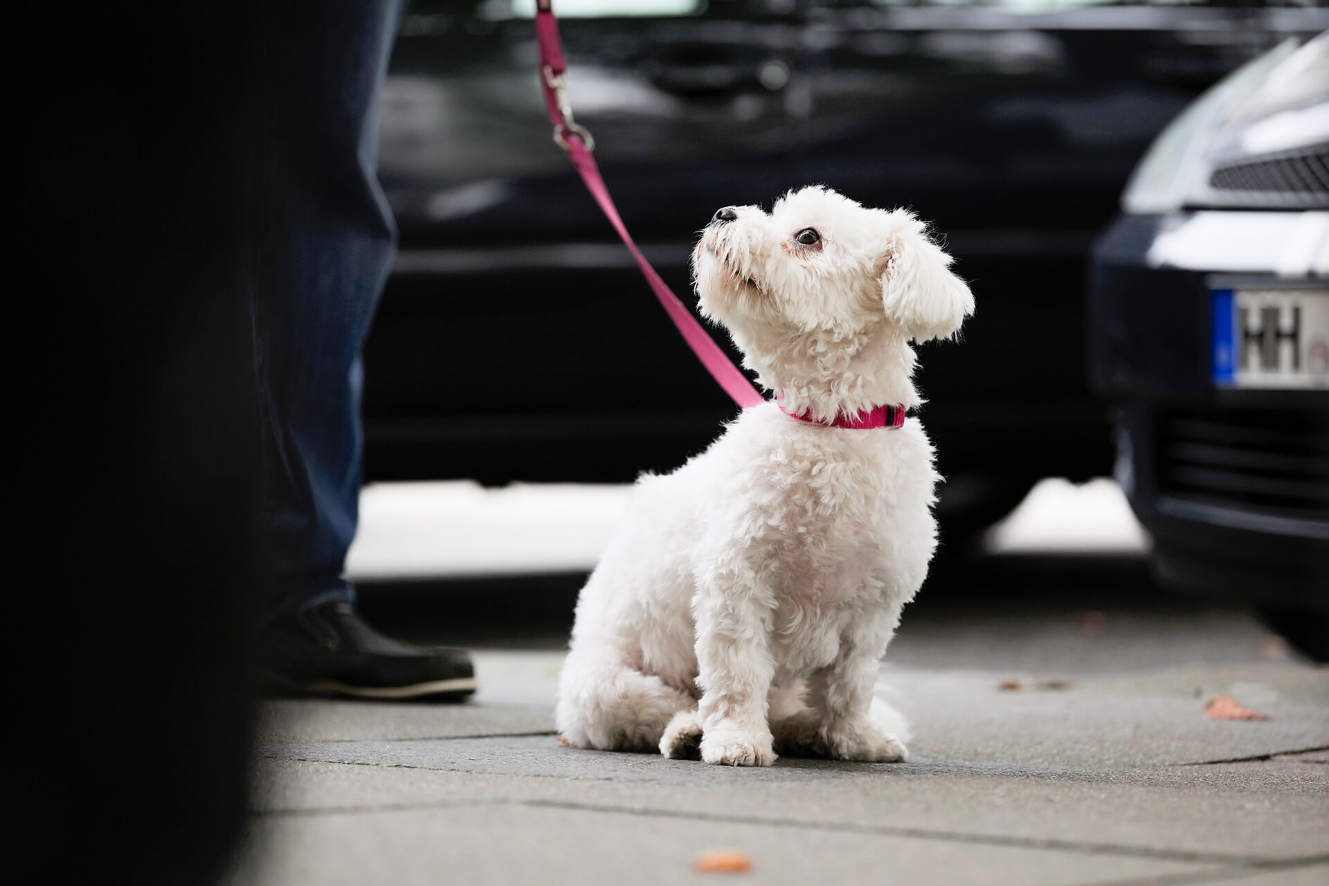 Junger Hund in der Stadt macht im Training sitzt
